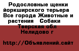 Родословные щенки йоркширского терьера - Все города Животные и растения » Собаки   . Тверская обл.,Нелидово г.